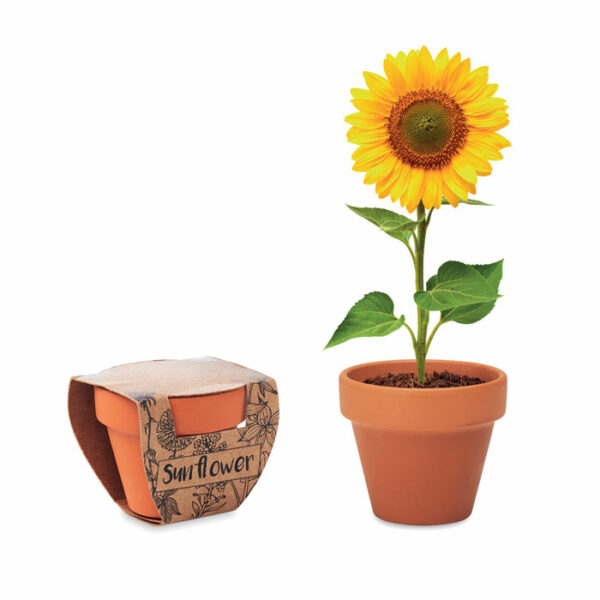 Juego de macetas de terracota - SUNFLOWER