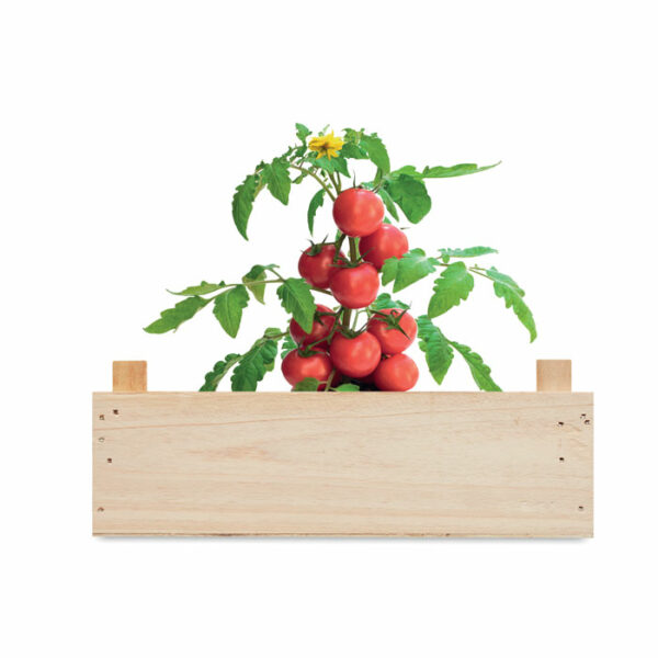 Mini-huerto tomates en caja - TOMATO