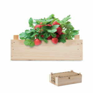 Kit de fresas en caja madera - STRAWBERRY